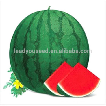 W11 Mihong medium maturity round seedless watermelon seeds, National approved variety, Highly recommend